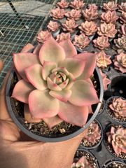 新入荷 ゲンム×24株 Z6132抜き苗 多肉植物 詰め合わせ アエオニウム