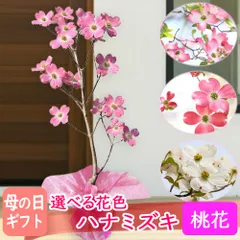母の日ギフト 選べる花色 ハナミズキ 花ギフト 花水木 桃花 ジュニアミス 赤花 レッドジャイアント 白花 クラウドナイン 鉢花 鉢植え 生花 プレゼント 2026 【母の日週間に発送】