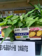 あまはづき（甘葉月）さつまいも苗｜ポット苗 6本 ウイルスフリー苗
