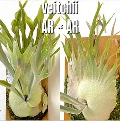 2026年最新】veitchii auburn riverの人気アイテム - メルカリ