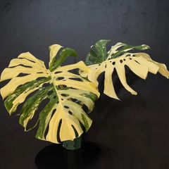 新種】Monstera deliciosa Gold leaf モンステラデリシオーサ 黄金葉