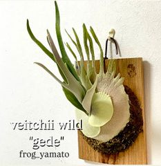 オリジナル veitchii silver sarracenian ベイチー - メルカリ