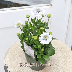 直輸入正規品 ミルク様専用 ガーベラ3種おまとめ買い 【公式通販】