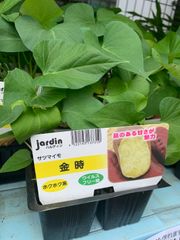 栗かぐや 10本 さつまいも苗 無農薬 - メルカリ
