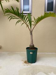 トックリヤシ。観葉植物 鉢ごと無料で発送致します。 - メルカリ