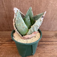 アロエ　金元宝 ① キムウォンボ　アポトーシス科　アロエ属　観葉植物 植物 珍奇植物 珍奇 珍しい レア 希少 多肉植物 多肉 インテリア プレゼント おしゃれ おうち時間 グリーン アートプランツ