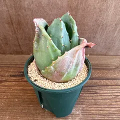 アロエ 金元宝 ② キムウォンボ　アポトーシス科　アロエ属　観葉植物 植物 珍奇植物 珍奇 珍しい レア 希少 多肉植物 多肉 インテリア プレゼント おしゃれ おうち時間 グリーン アートプランツ