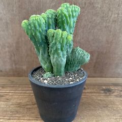 オプンチアOpuntia rhodantha cv. Rosenheim - メルカリ