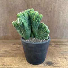 Trichocereus pachanoi f. cristata 綴化 - メルカリ