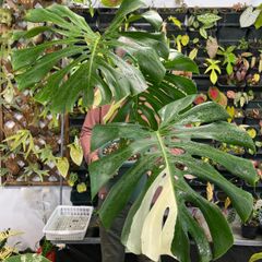 Monstera PomPom モンステラ・デリシオーサ “ポンポン　大株 初出品/コレクション】モンステラ デリシオーサ 'ポンポン' – RARE