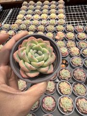 メルカリ