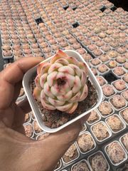 メルカリ