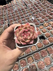 多肉植物　Z6215　タンカジェニー　24株　抜き苗　エケベリア　セダム　アエオニウム　韓国苗　寄せ植え　詰め合わせ