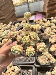 多肉植物　Z6195　ラウル　6株　抜き苗　エケベリア　セダム　アエオニウム　韓国苗　寄せ植え　詰め合わせ