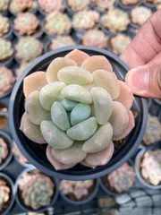多肉植物　Z6256　タントウワンシャンユー　18株　抜き苗　エケベリア　セダム　アエオニウム　韓国苗　寄せ植え　詰め合わせのサムネイル