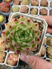 Top【選抜株】多肉植物 26347ピンクハニー 128個 プラグトレー苗