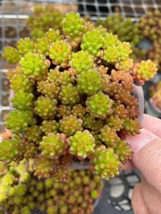 多肉植物　Z6249　ベリー　24株　抜き苗　エケベリア　セダム　アエオニウム　韓国苗　寄せ植え　詰め合わせ