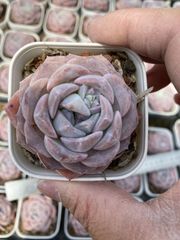 Top【選抜株】多肉植物　21861ブルーサプライズ Hyb20個　鉢無し/脱土 Top【選抜株】多肉植物 21861ブルーサプライズ Hyb20個 鉢無し/脱土