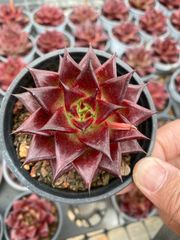 モ*ボ様 多肉植物 ハオルチア 五重の塔 レッド - メルカリ