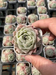 発売中　エイカ　24株セット　抜き苗　美苗　エケベリア　多肉植物　佐川発送　Z6108