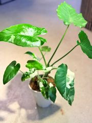 Alocasia 'Holy Grail'｜アロカシア・ホーリーグレイル - メルカリ