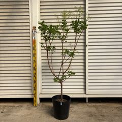 現品】s2スモークツリー 6号大株120センチ ピンクエンジェル uni