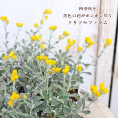 2026年 フレッシュミモザ 小型ダンボール1箱590円 - メルカリ