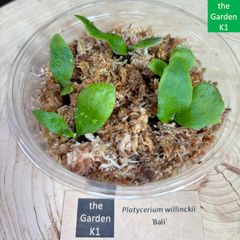 ビカクシダwillinckii Dwarf Mr. Nook前葉体 1カップ - メルカリ