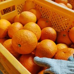 ミニ不知火 10kg (露地栽培) 訳あり品 - メルカリ