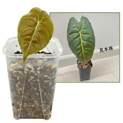 MS530 5株セット Alocasia chaii アロカシア チャイ - メルカリ