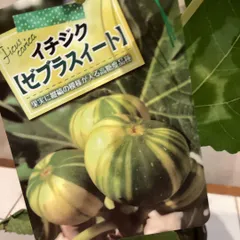 残りわずか！希少❤️イチジク❤️ゼブラスィート　3.5号ポットのサムネイル
