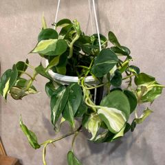 超特価！2鉢価格！サクララン 苗 苗木 観葉植物 5号鉢 リップカラー