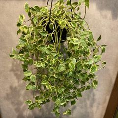 ホヤ カルノーサ スージーQ【現品・吊り鉢タグ付・メルカリ便