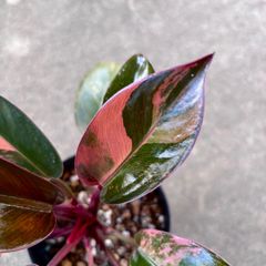 希少 美斑】 コロカシア ファーストピンク colocasia first pink