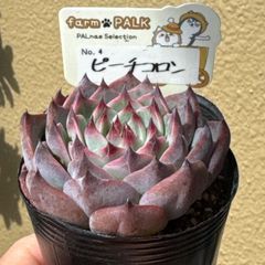 多肉植物 コッペチーノ 札付き ポットごと ファームパルク 5月24日撮影