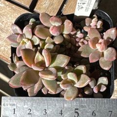 多肉植物 レズリー錦 - メルカリ