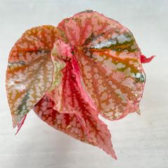 希少 美斑】 コロカシア ファーストピンク colocasia first pink