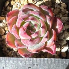 66#観葉植物ア工オニウム錦❤️レッド富士❤️青花瓷❤️1大頭2小頭9cm