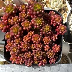 ❣️もりもり群生♡レッドベリー❣️現品 エケベリア 寄せ植え 多肉