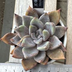 多肉植物 ブラックストライプ錦 F - メルカリ