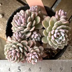 リンダリンダ❣️札付き❗️多肉植物　抜き苗