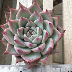 12抜き苗札落ちセット - メルカリ