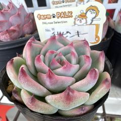 多肉植物 チリピンキー 札付き ポットごと ファームパルク 5月24日撮影