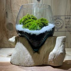天然山苔3トレー分　ヤマゴケ　アラハシラガゴケ　大容量　通常10800円の品 天然山苔3トレー分 ヤマゴケ アラハシラガゴケ 大容量 通常10800円の品