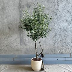 希少品種】オリーブの木 カラマタ ◇樹高約120cm◇ 鉢植え 苗木 - メルカリ