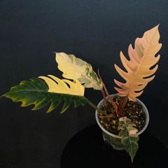 Caladium The Only One In the Universeカラジウム ユニバース - メルカリ