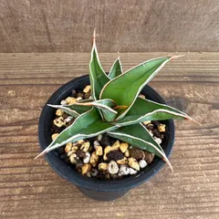 観葉植物 激レア サンスベリア スタッキー 斑入り 多肉植物 ロリダ