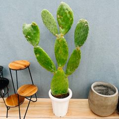 今週価格〛ウチワサボテン ノパル オプンティア 大株古株 - メルカリ