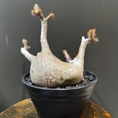 パキポディウム タッキー 超大株 強縮れ 獅子葉 - メルカリ