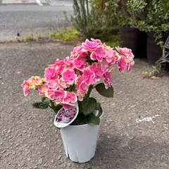 【凛とした深色花】あじさい 凛 4号鉢 ／ 日本品種 落葉低木 庭植え 鉢植え ドライフラワー